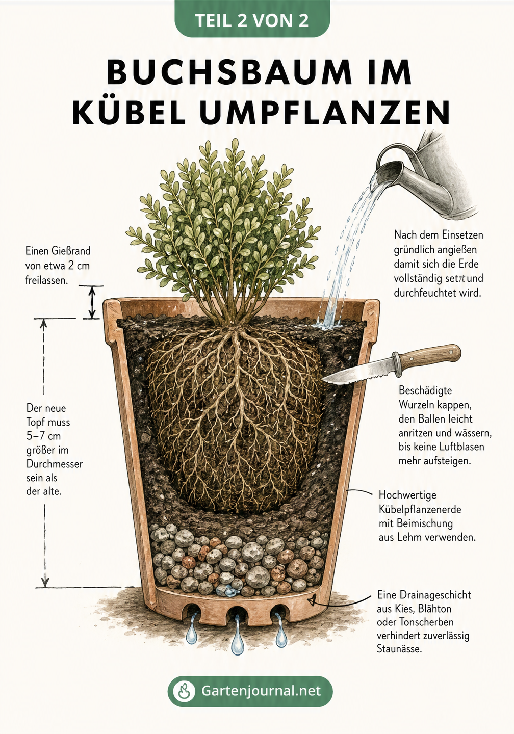 Querschnitt eines Terrakotta-Topfes mit einem Buchsbaum, der die Drainageschicht, die Kübelpflanzenerde und den Gießrand illustriert.
