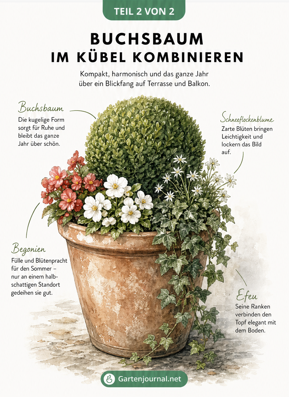 Zeichnung eines Buchsbaums im Terrakotta-Kübel, unterpflanzt mit Begonien, Schneeflockenblumen und Efeu