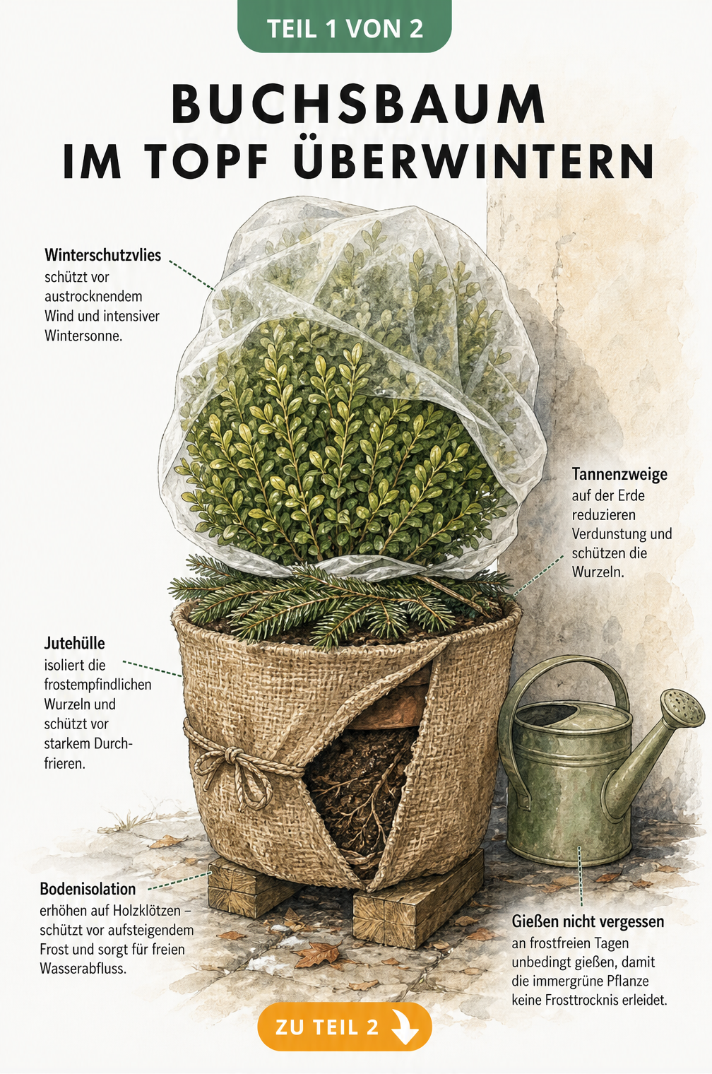 Illustration eines Buchsbaums im Kübel mit Winterschutz: Jute um den Topf, Tannenzweige auf der Erde und Vlies um die Krone.
