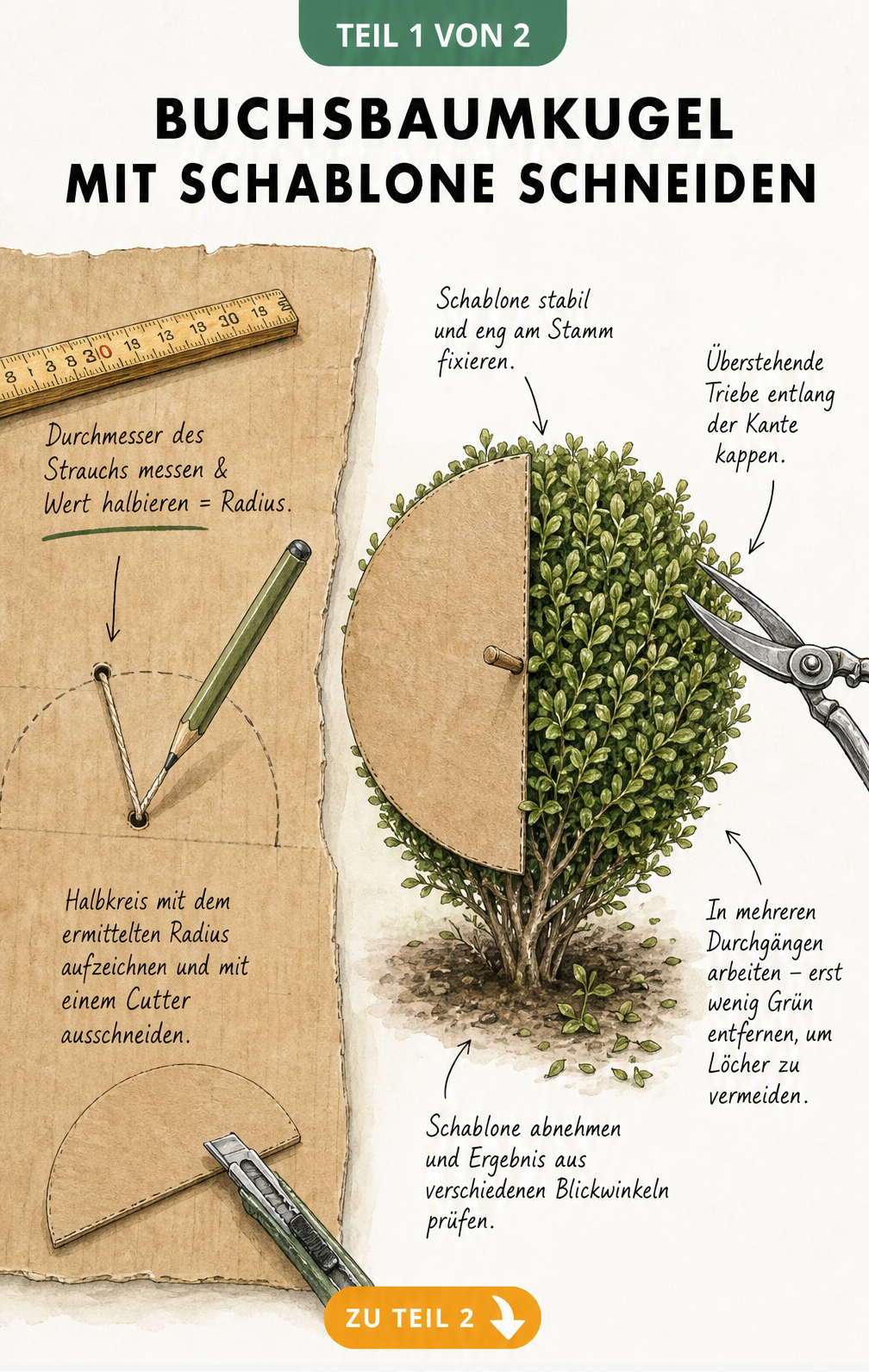 Illustration einer Papp-Schablone für den Buchsbaumschnitt in Kugelform mit Zirkel und Schere