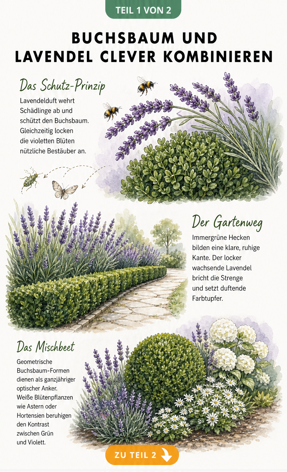 Aquarell-Skizze: Lavendel schützt Buchsbaum vor Schädlingen, Buchsbaumhecke am Gartenweg und Mischbeet mit Lavendel und Hortensien
