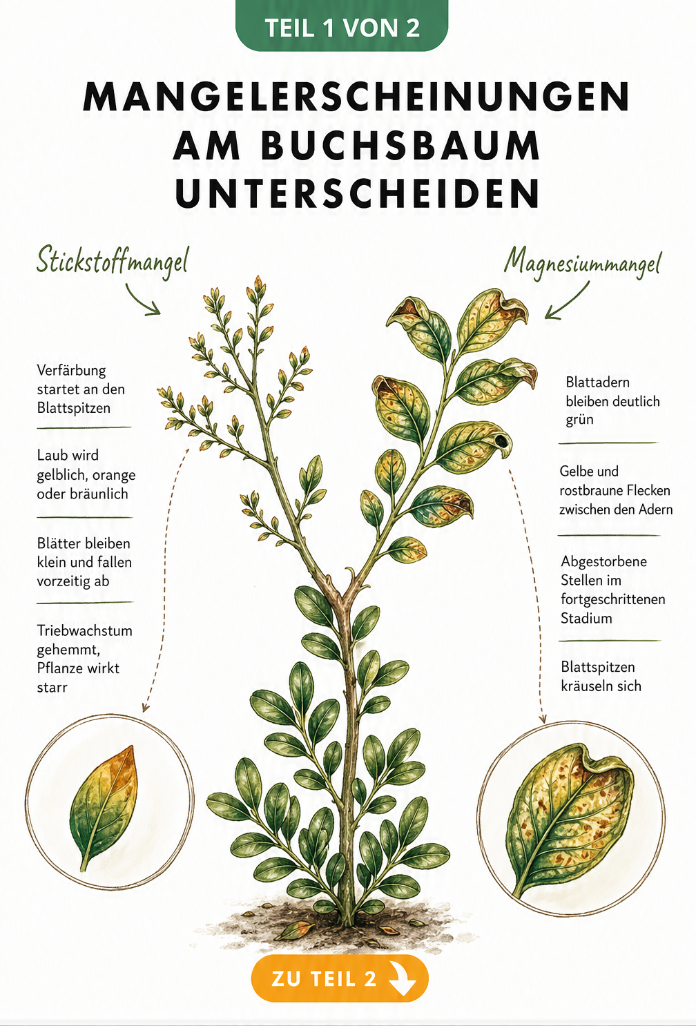 Illustration eines Buchsbaumzweigs, der die Symptome von Stickstoffmangel und Magnesiummangel gegenueberstellt.