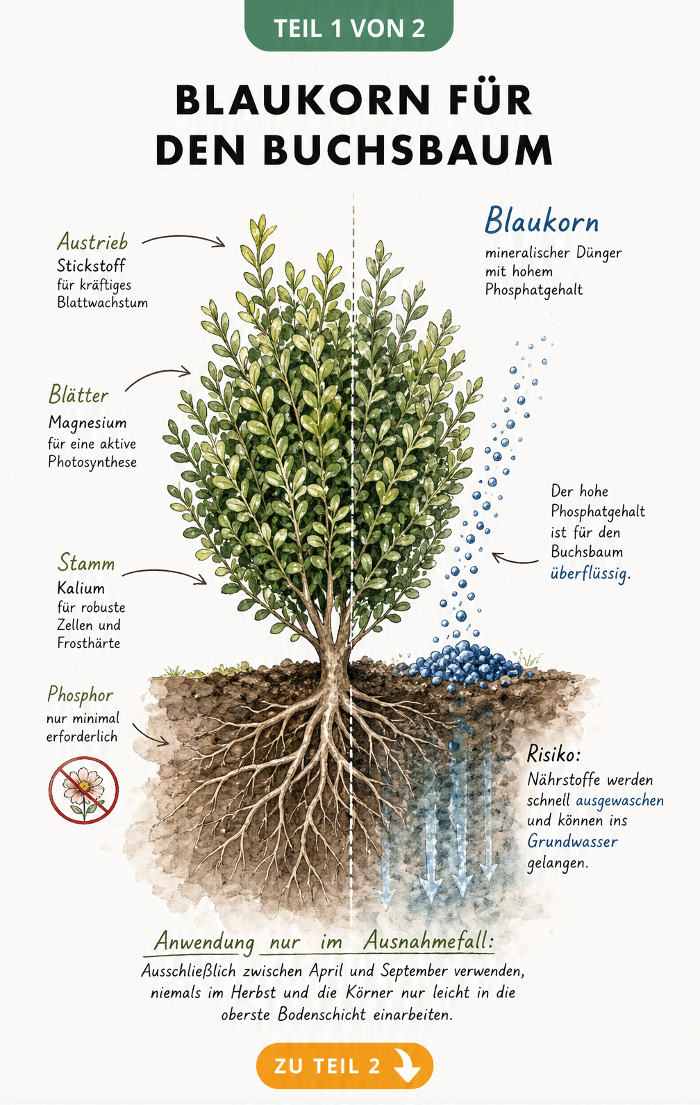 Botanische Illustration eines Buchsbaums im Querschnitt, die den Nährstoffbedarf und die Wirkung von Blaukorn zeigt