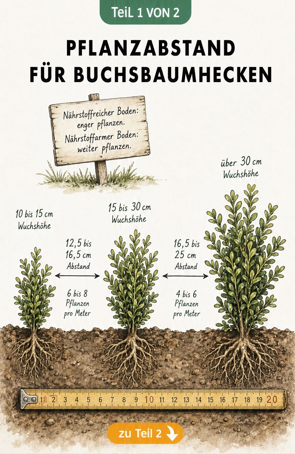 Illustration eines Pflanzbeets mit Buchsbäumen in verschiedenen Größen und den passenden Pflanzabständen