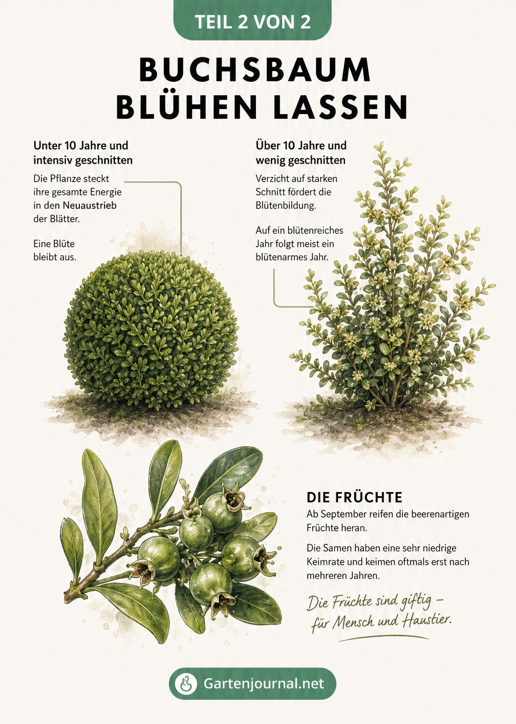 Vergleich zweier Buchsbäume: Ein streng geschnittener ohne Blüten und ein natürlich gewachsener mit Blüten und Früchten