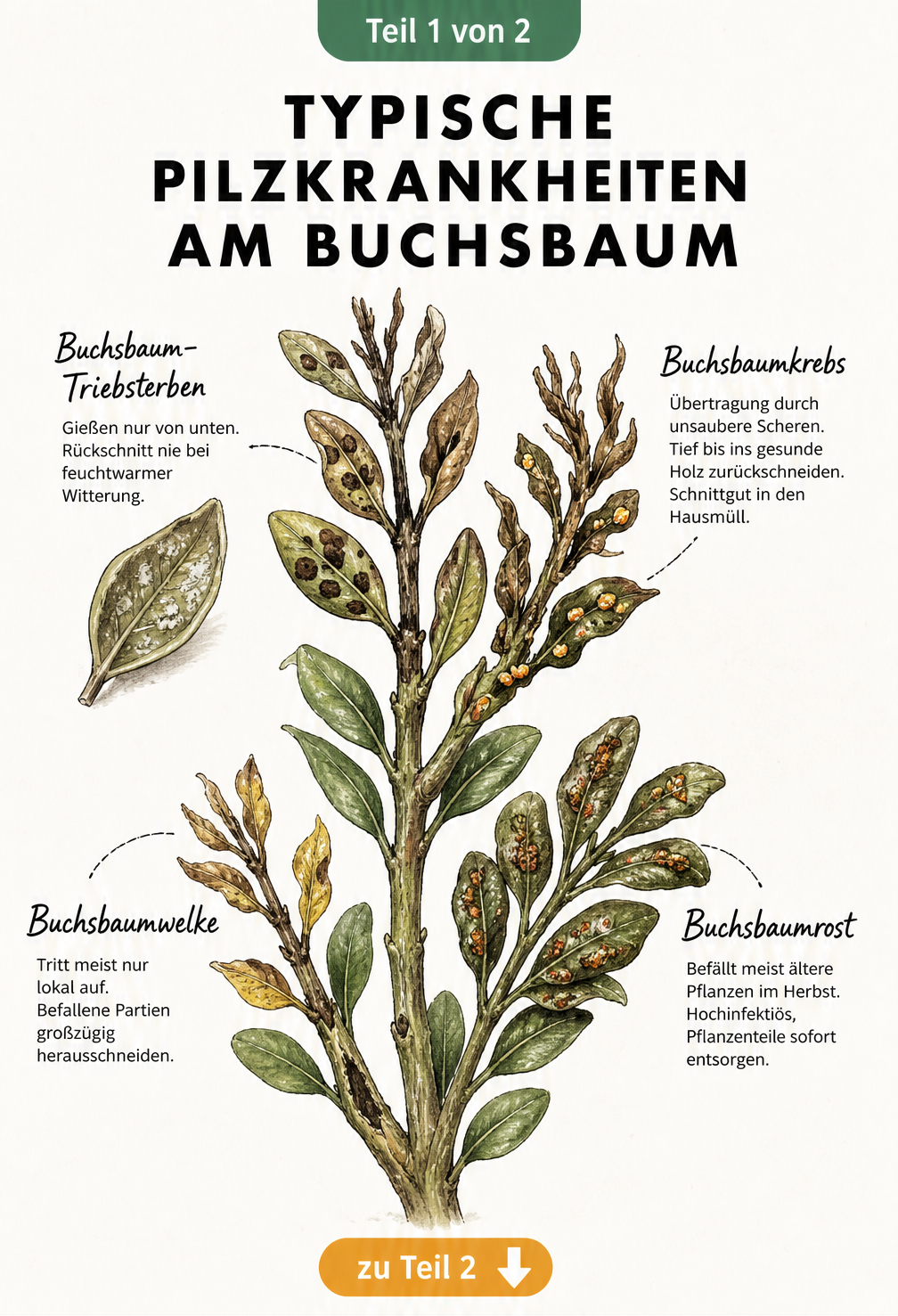 Botanische Illustration von vier typischen Pilzkrankheiten am Buchsbaum: Triebsterben, Buchsbaumkrebs, Buchsbaumwelke und Buchsbaumrost mit Schadbildern an...