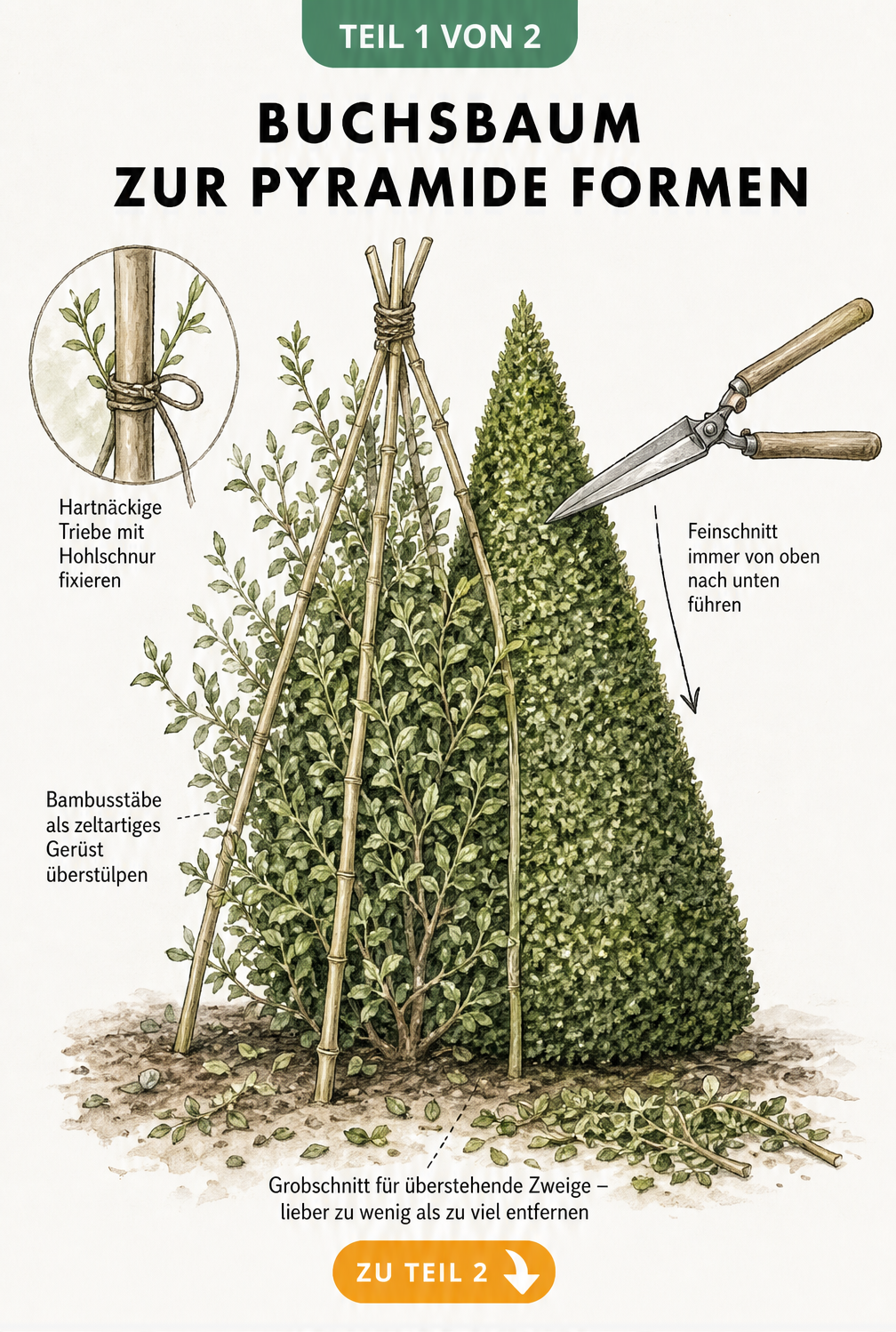 Botanische Illustration eines Buchsbaums, der mit einem Bambusgestell und einer Gartenschere zur Pyramide geschnitten wird.