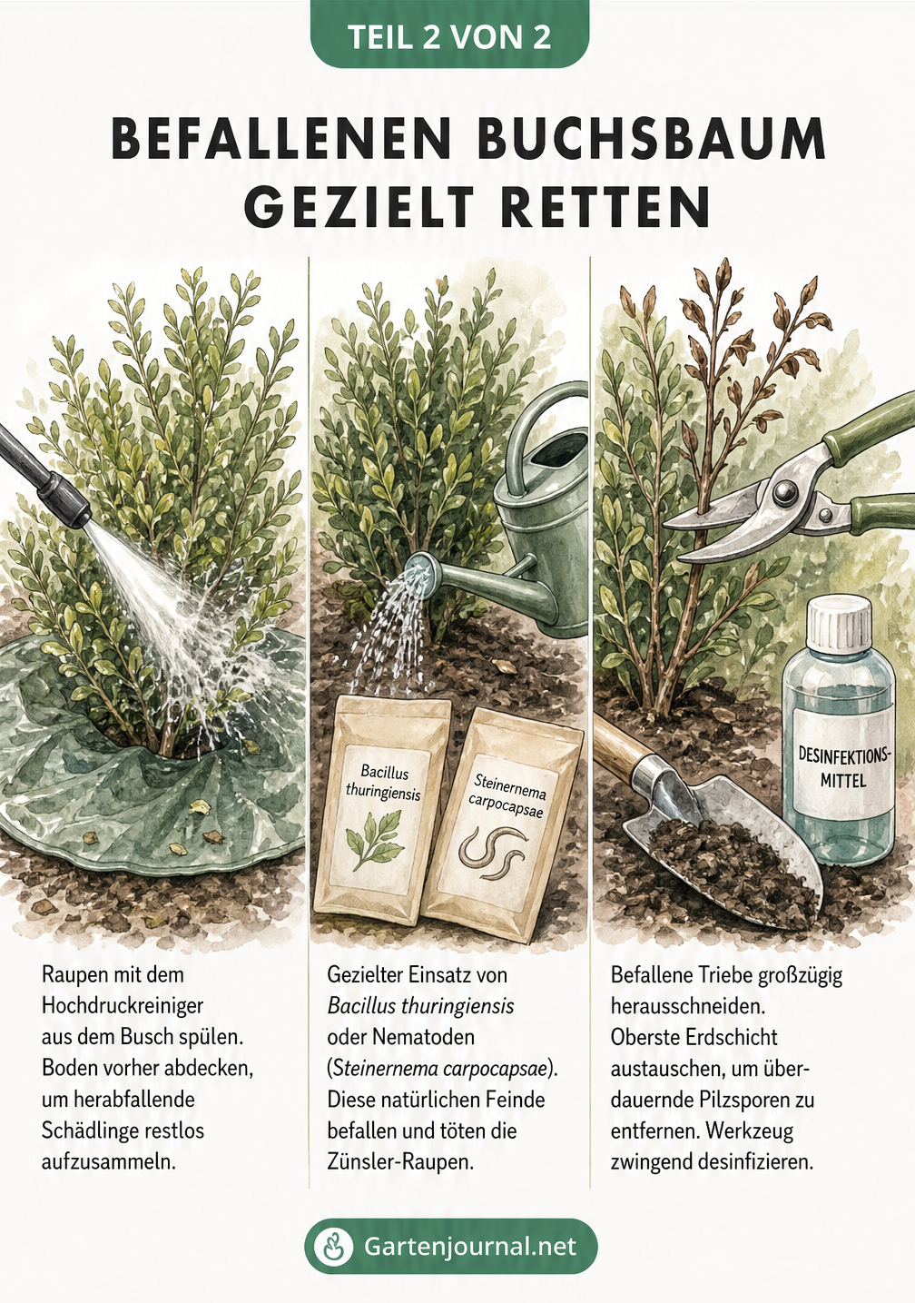 Drei Illustrationen zur Rettung von Buchsbäumen: Raupen mit Hochdruckreiniger abspülen, biologische Bekämpfung mit Nematoden gießen und befallene Triebe...