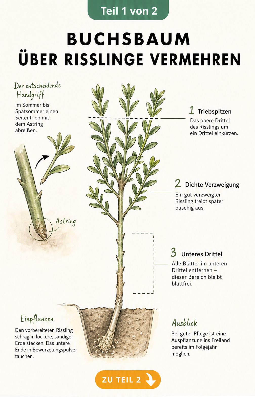 Botanische Illustration eines zweijährigen Buchsbaumzweiges als Rissling mit Astring, eingekürzten Triebspitzen und blattfreiem unterem Drittel