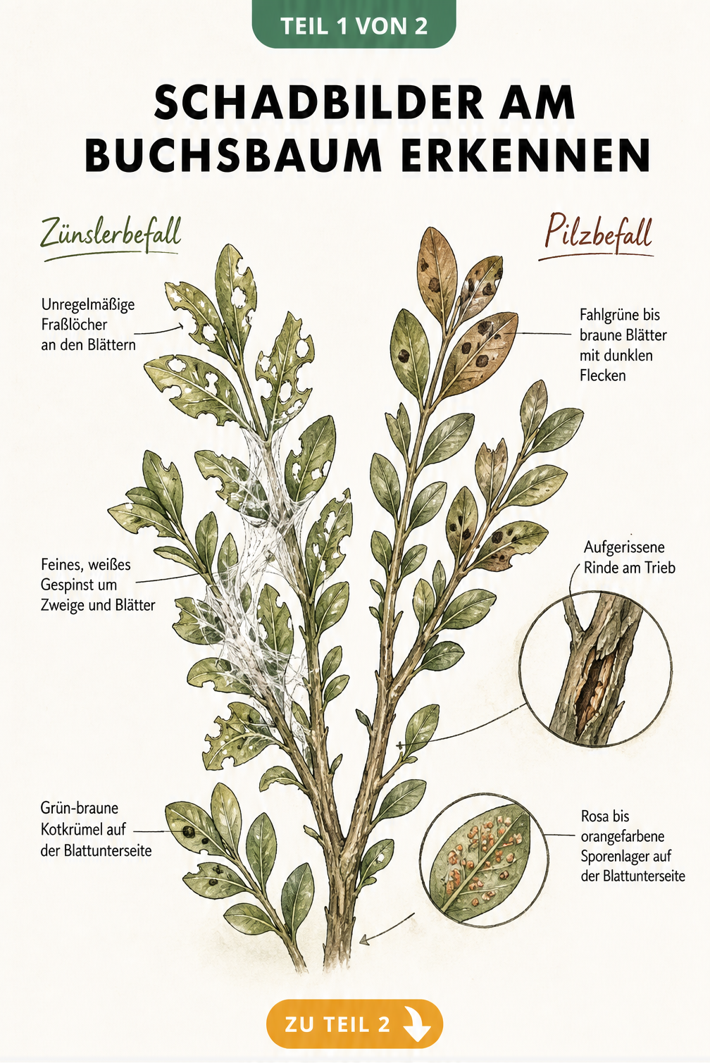 Illustration eines Buchsbaumzweigs mit Schadbildern durch Buchsbaumzünsler und Pilzkrankheiten