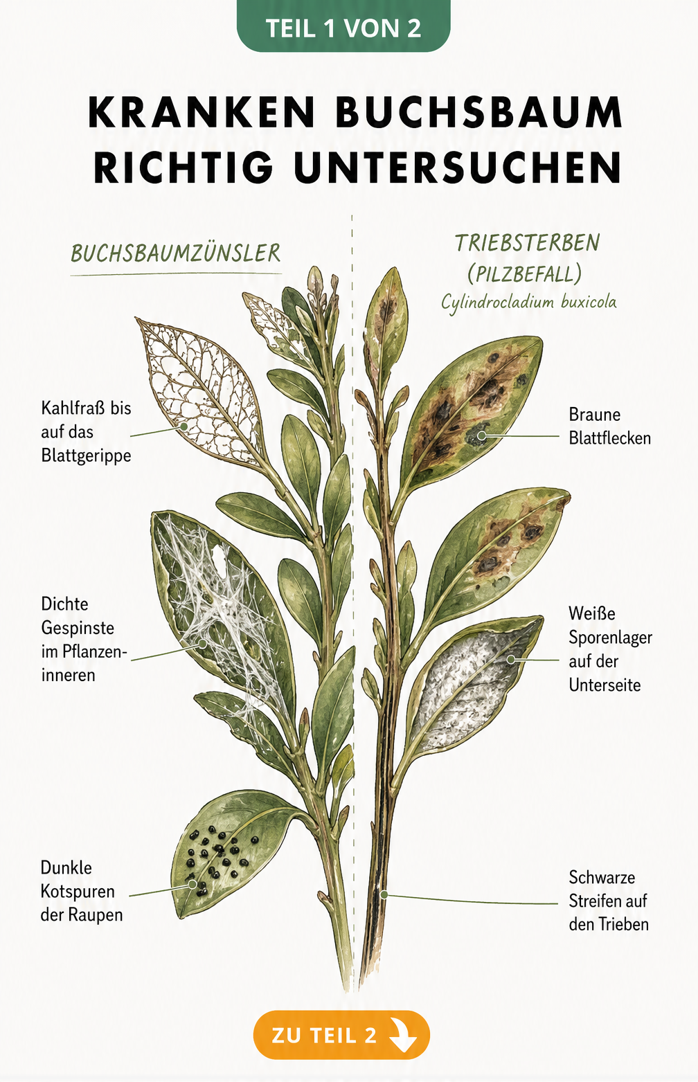 Botanische Illustration eines Buchsbaumzweigs, der links die Fraßschäden des Buchsbaumzünslers und rechts die Symptome des Buchsbaum-Triebsterbens zeigt.