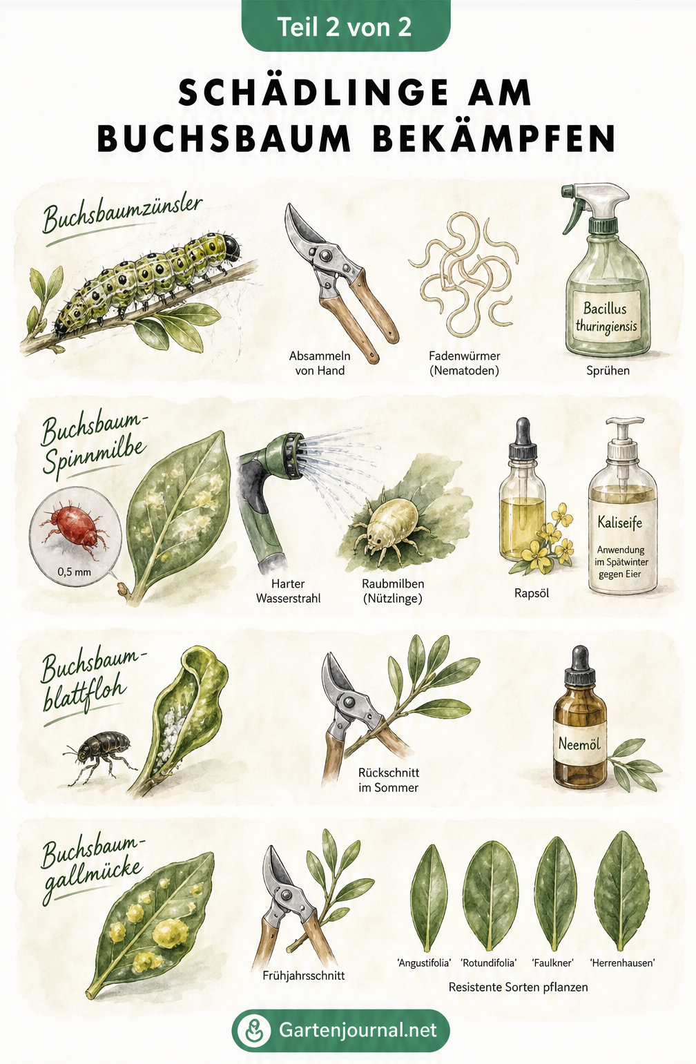 Aquarell-Illustration zur Bekämpfung von Buchsbaum-Schädlingen wie Buchsbaumzünsler, Spinnmilbe, Blattfloh und Gallmücke mit konkreten Gegenmaßnahmen.