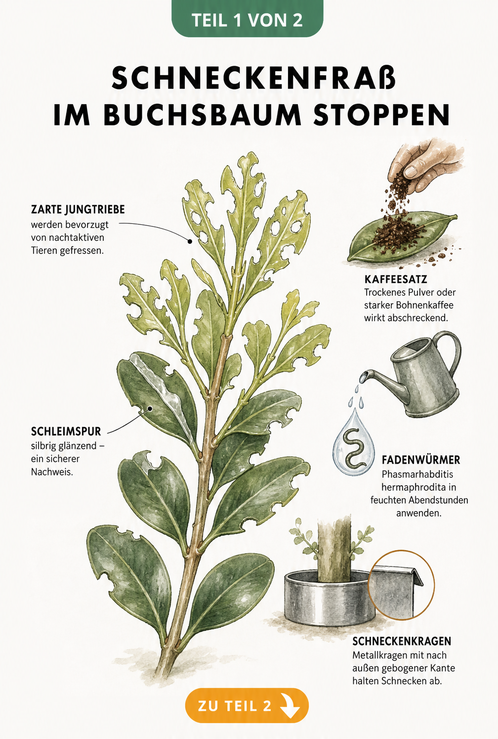 Illustration eines Buchsbaumzweiges mit Lochfraß und Schleimspur sowie Methoden zur Schneckenbekämpfung wie Kaffeesatz, Nematoden und Schneckenkragen