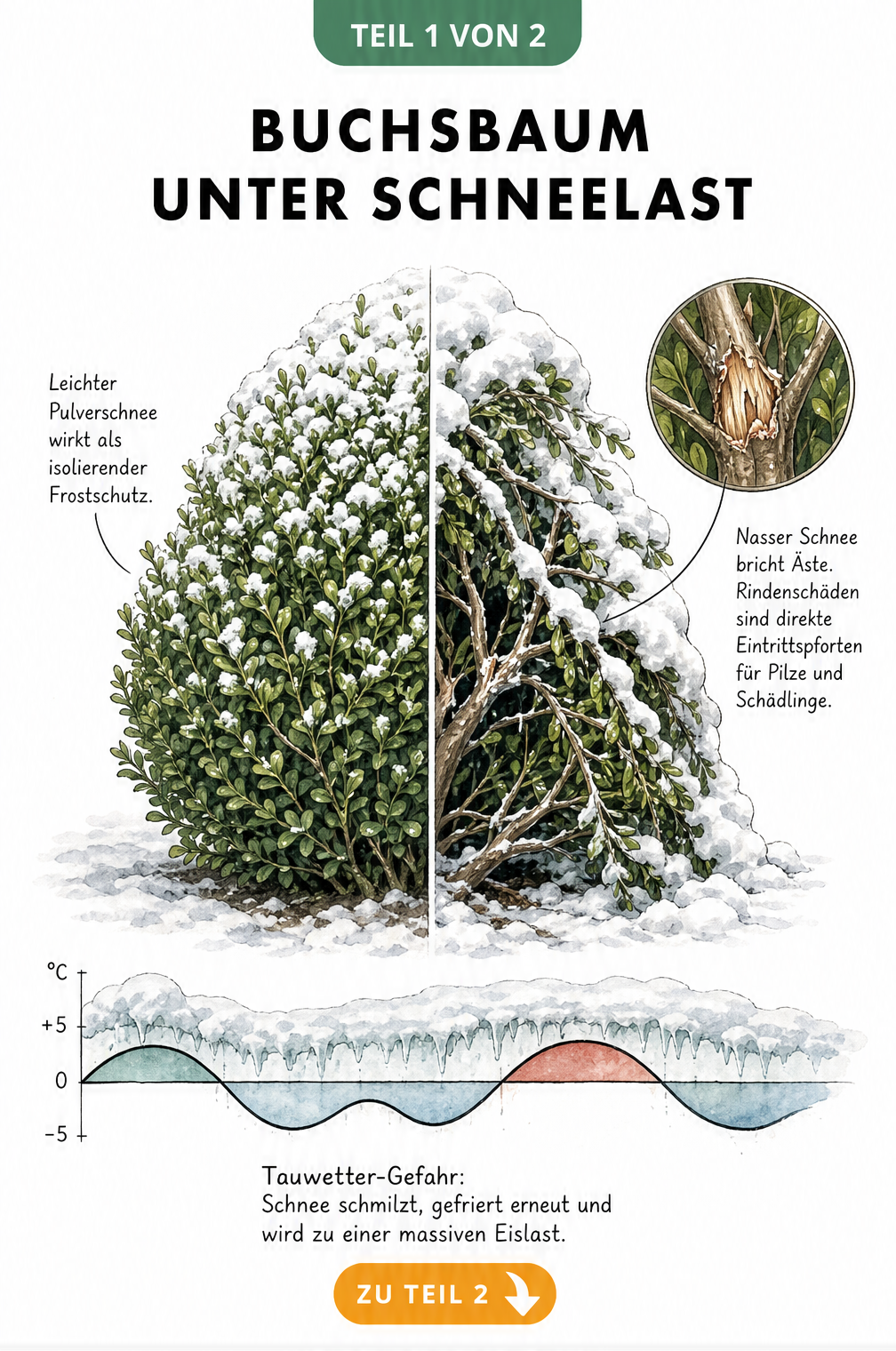 Illustration eines Buchsbaums, der links durch leichten Schnee geschützt wird und rechts unter nassem Schnee bricht