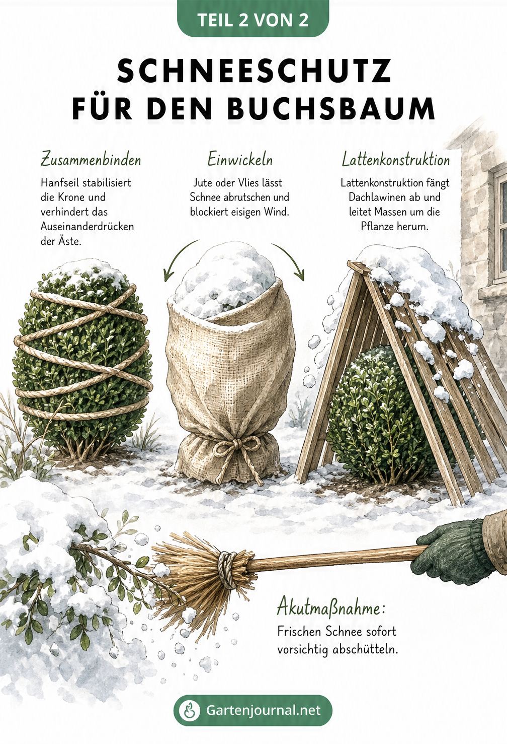 Drei Buchsbäume mit verschiedenen Schutzmaßnahmen gegen Schnee: Zusammenbinden, Einwickeln und eine Lattenkonstruktion