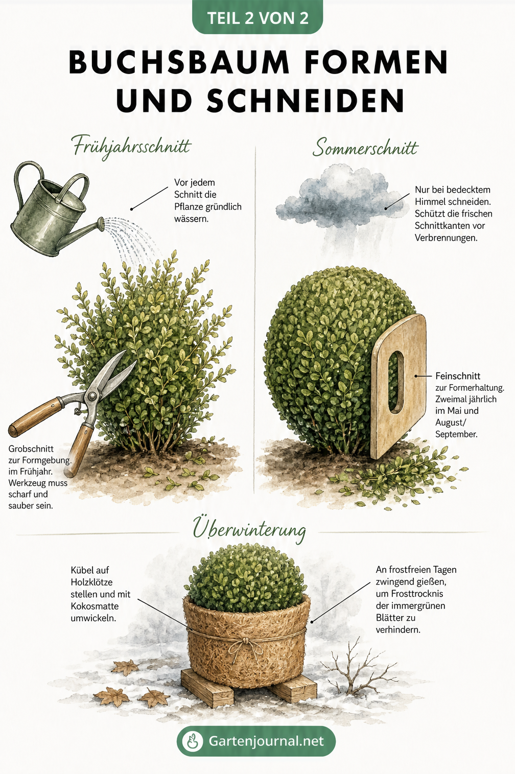 Illustration zum Buchsbaumschnitt im Frühjahr und Sommer sowie Tipps zur Überwinterung im Kübel
