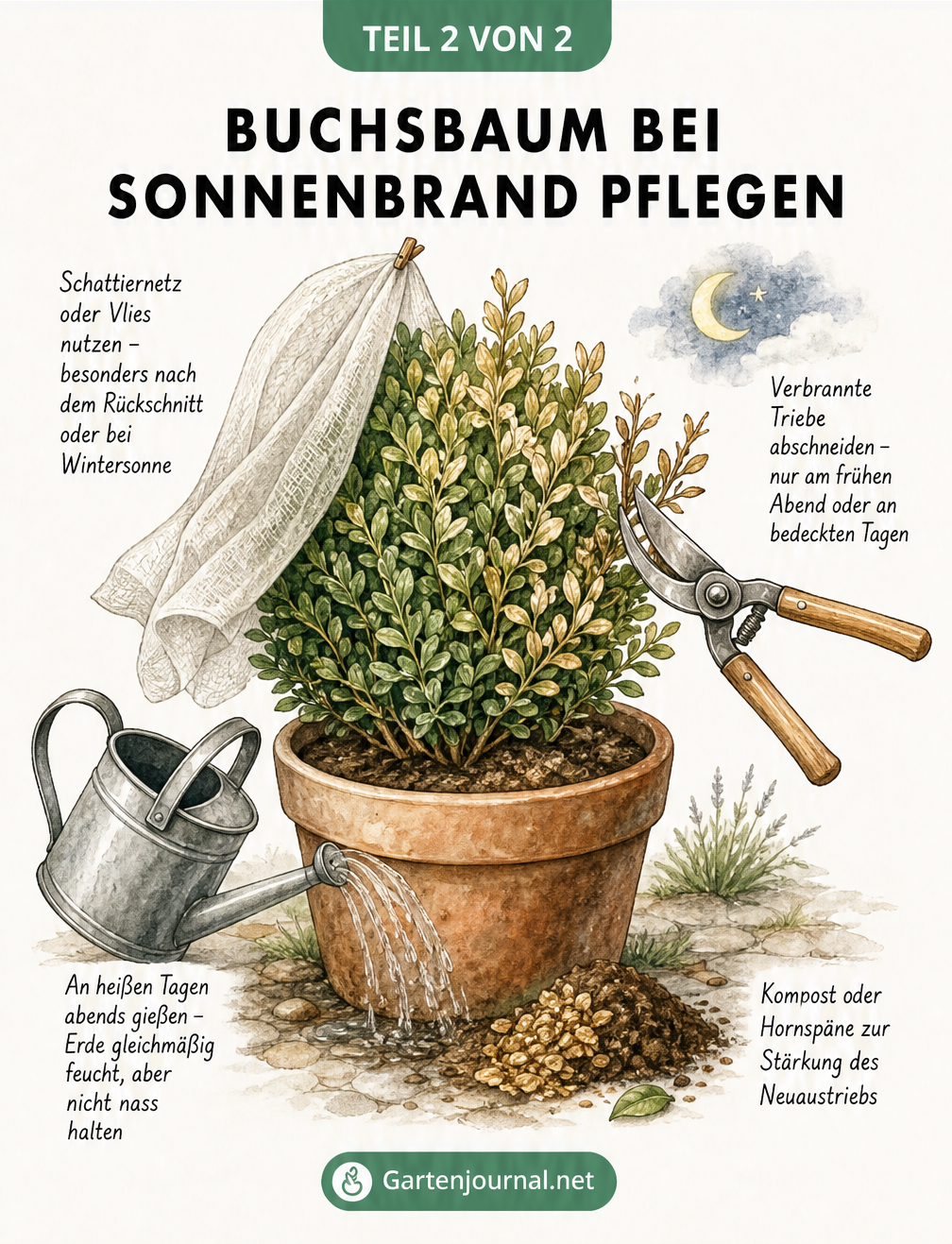 Illustration eines Buchsbaums im Kübel mit Pflegemaßnahmen wie Schattiernetz, Rückschnitt und Gießen.