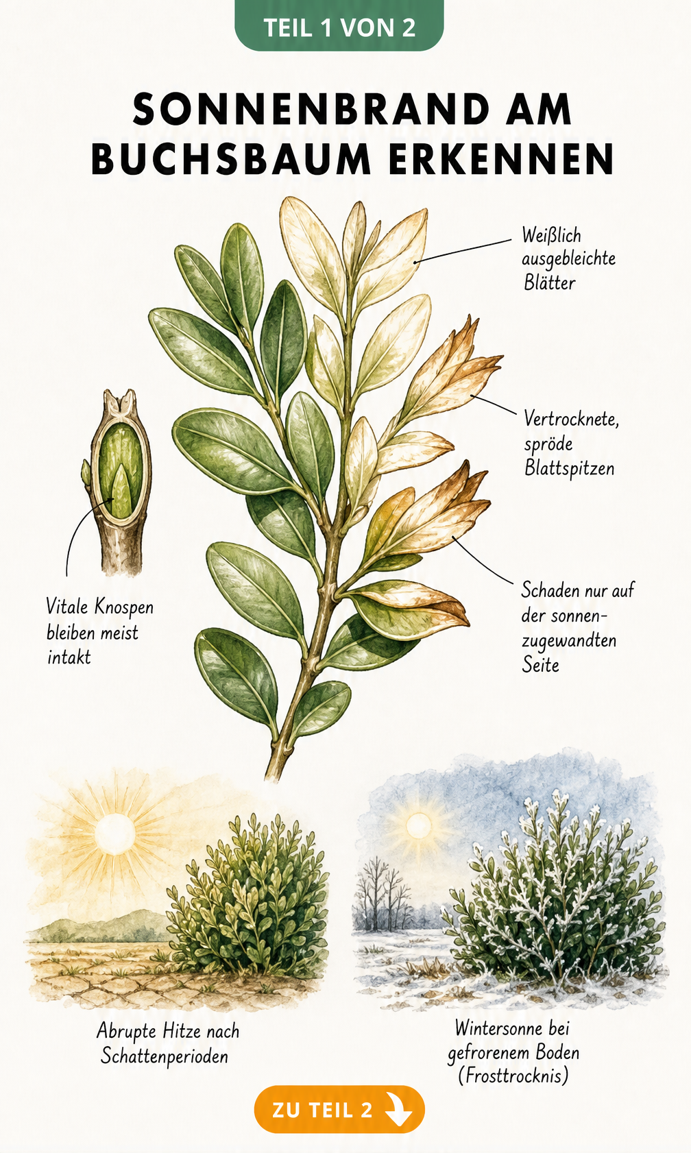 Botanische Illustration eines Buchsbaumzweigs mit Sonnenschäden, die weiße Blätter und vertrocknete Spitzen zeigt.
