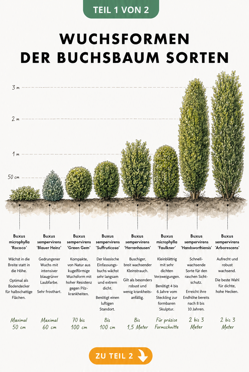 Botanische Illustration von acht Buchsbaum-Sorten, aufgereiht nach ihrer maximalen Wuchshöhe von 50 cm bis 3 Meter.