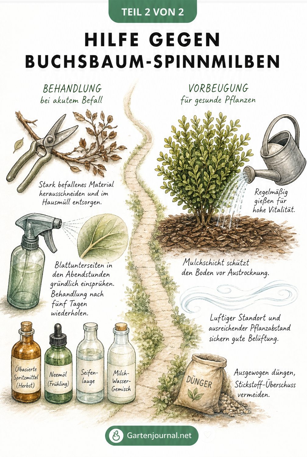 Zweigeteilte Illustration zur Bekämpfung und Vorbeugung von Buchsbaum-Spinnmilben mit Gartenschere, Sprühflasche, Gießkanne und Mulch