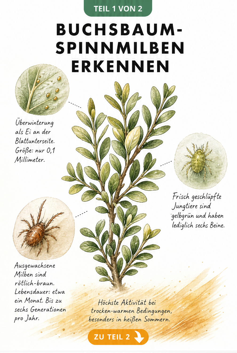Illustration eines Buchsbaumzweiges mit Vergrößerungen von Eiern, Jungtieren und ausgewachsenen Buchsbaum-Spinnmilben