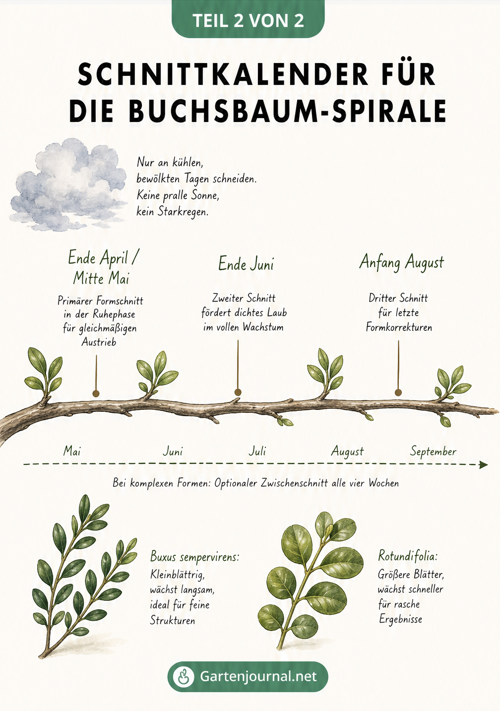 Schnittkalender für die Buchsbaum-Spirale als Zeitstrahl mit drei Stationen: Ende April/Mitte Mai, Ende Juni und Anfang August, inklusive Wetter-Regel und...