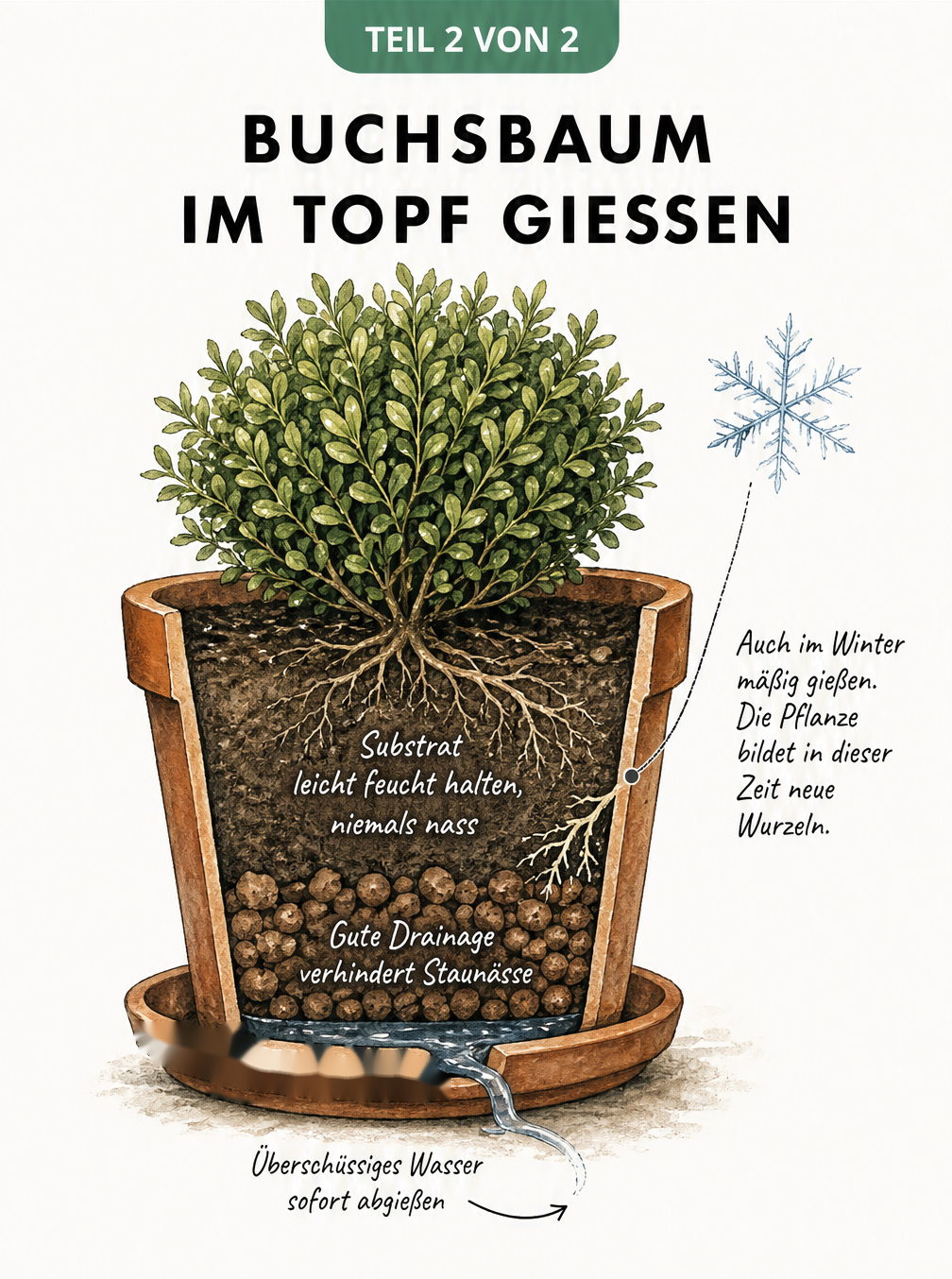 Querschnitt eines Buchsbaums im Terrakotta-Topf mit Drainage-Schicht und Hinweisen zum Gießen im Winter