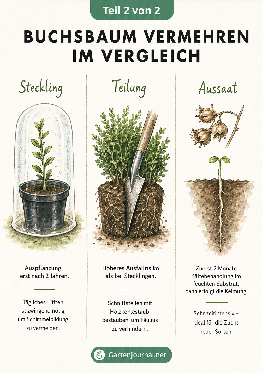 Vergleich der Buchsbaum-Vermehrungsmethoden: Steckling im Anzuchttopf, Teilung des Wurzelballens mit Spaten und Aussaat mit Keimling und Pfahlwurzel