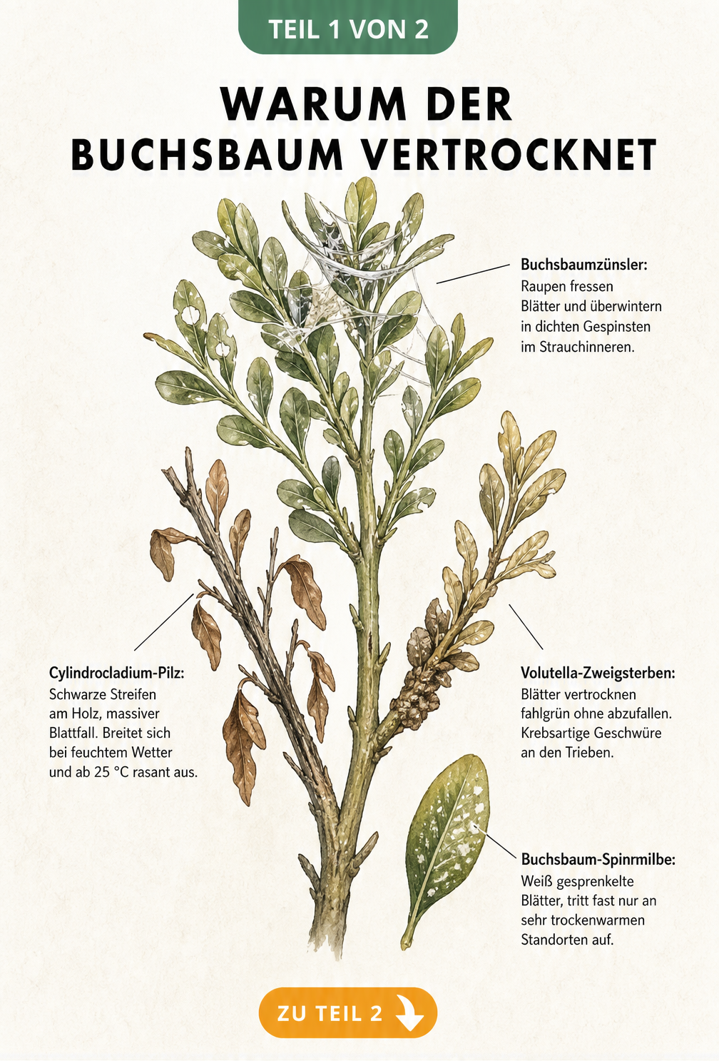 Botanische Illustration eines Buchsbaumzweiges mit Schadbildern von Buchsbaumzünsler, Cylindrocladium-Pilz, Volutella-Zweigsterben und Buchsbaum-Spinnmilbe