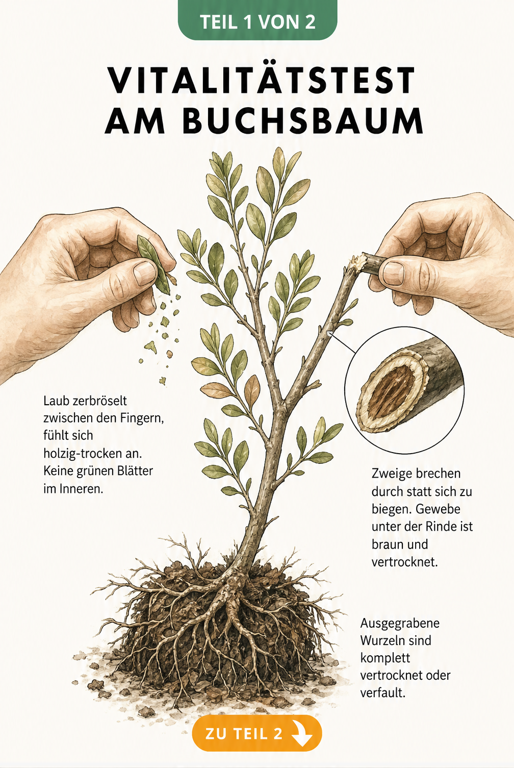Botanische Illustration eines Buchsbaumzweiges, an dem Hände den Zustand prüfen, indem sie ein Blatt zerreiben und einen Zweig durchknicken.