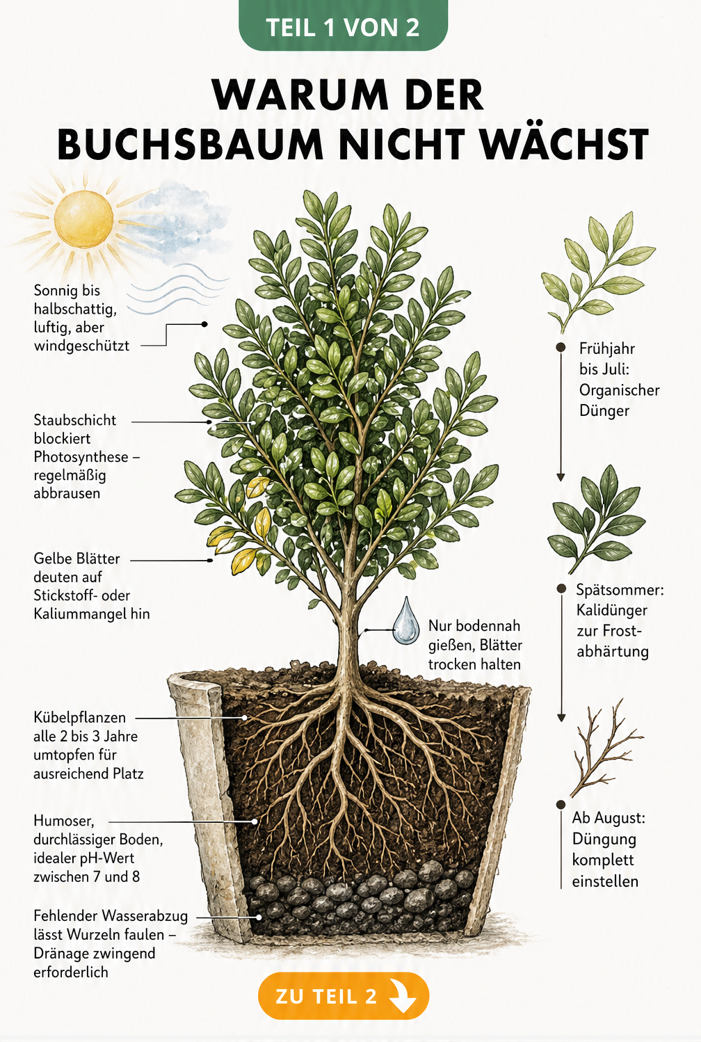 Botanische Querschnitt-Illustration eines Buchsbaums mit Hinweisen zu Standort, Pflege, Wurzeln und Boden