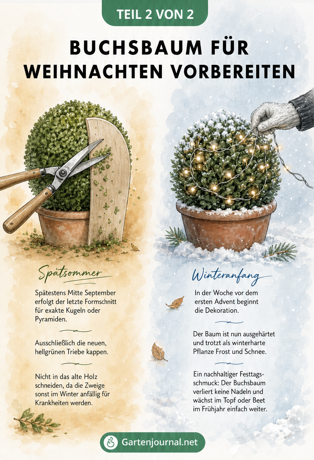 Zweigeteilte Illustration: Links der Formschnitt des Buchsbaums im September, rechts der frostbedeckte Baum mit Lichterkette im Winter.