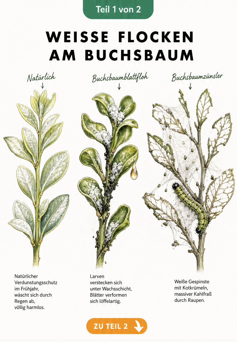 Botanische Illustration von Buchsbaumzweigen, die den Unterschied zwischen natürlichem Verdunstungsschutz, Buchsbaumblattfloh und Buchsbaumzünsler zeigen.