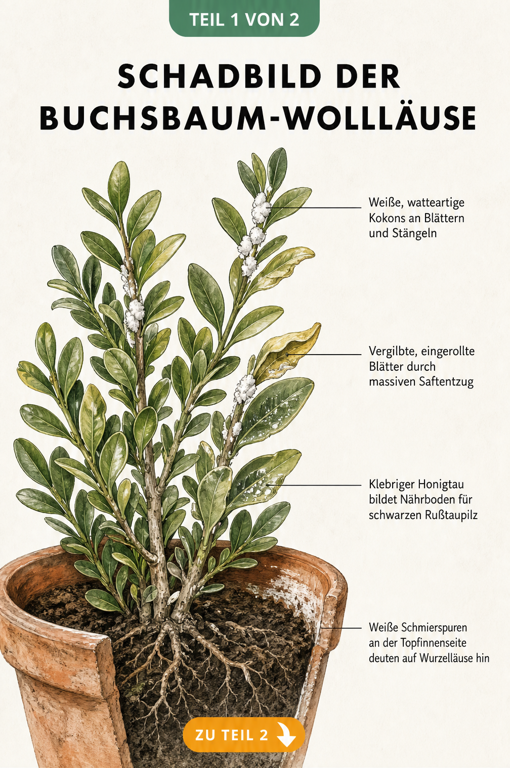 Botanische Illustration eines Buchsbaumzweiges im Terrakottatopfe, die vier typische Symptome eines Wolllausbefalls zeigt: weiße Kokons, vergilbte Blätter,...