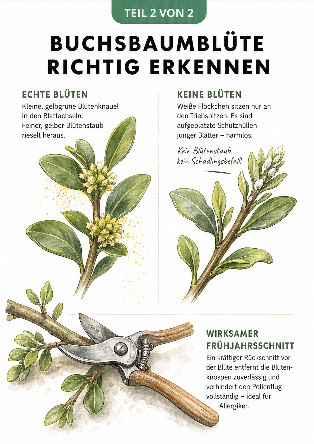 Vergleich von echter Buchsbaumblüte mit gelbem Pollen und harmlosen weißen Flöckchen an Triebspitzen