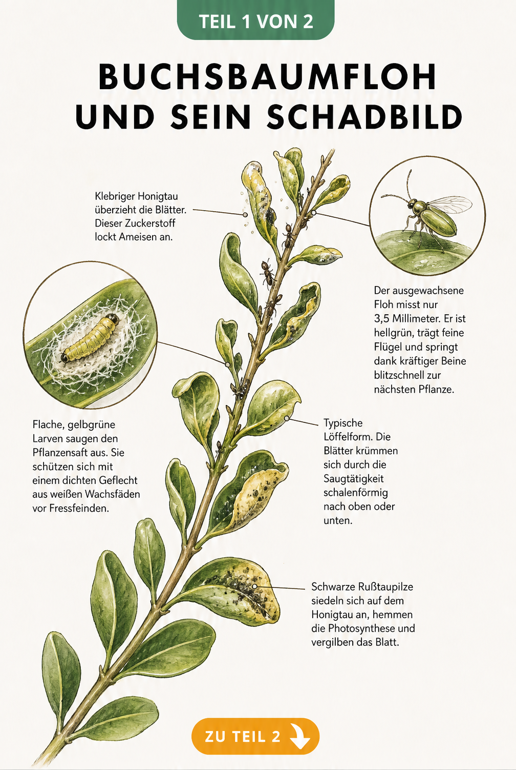 Botanische Illustration eines Buchsbaumzweigs mit Schadbildern des Buchsbaumflohs, Vergrößerungen von Larve und erwachsenem Insekt