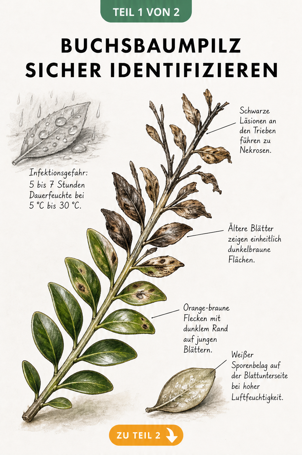 Botanische Illustration eines Buchsbaumzweigs mit Symptomen des Buchsbaumpilzes wie schwarzen Läsionen, braunen Blättern und Sporenbelag