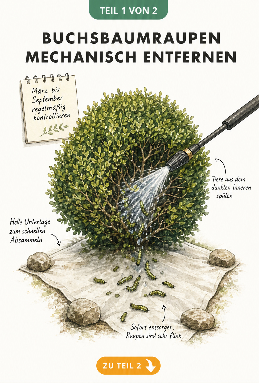 Illustration eines Buchsbaums, der mit einem Hochdruckreiniger abgesprüht wird, um Raupen auf eine helle Plane fallen zu lassen.