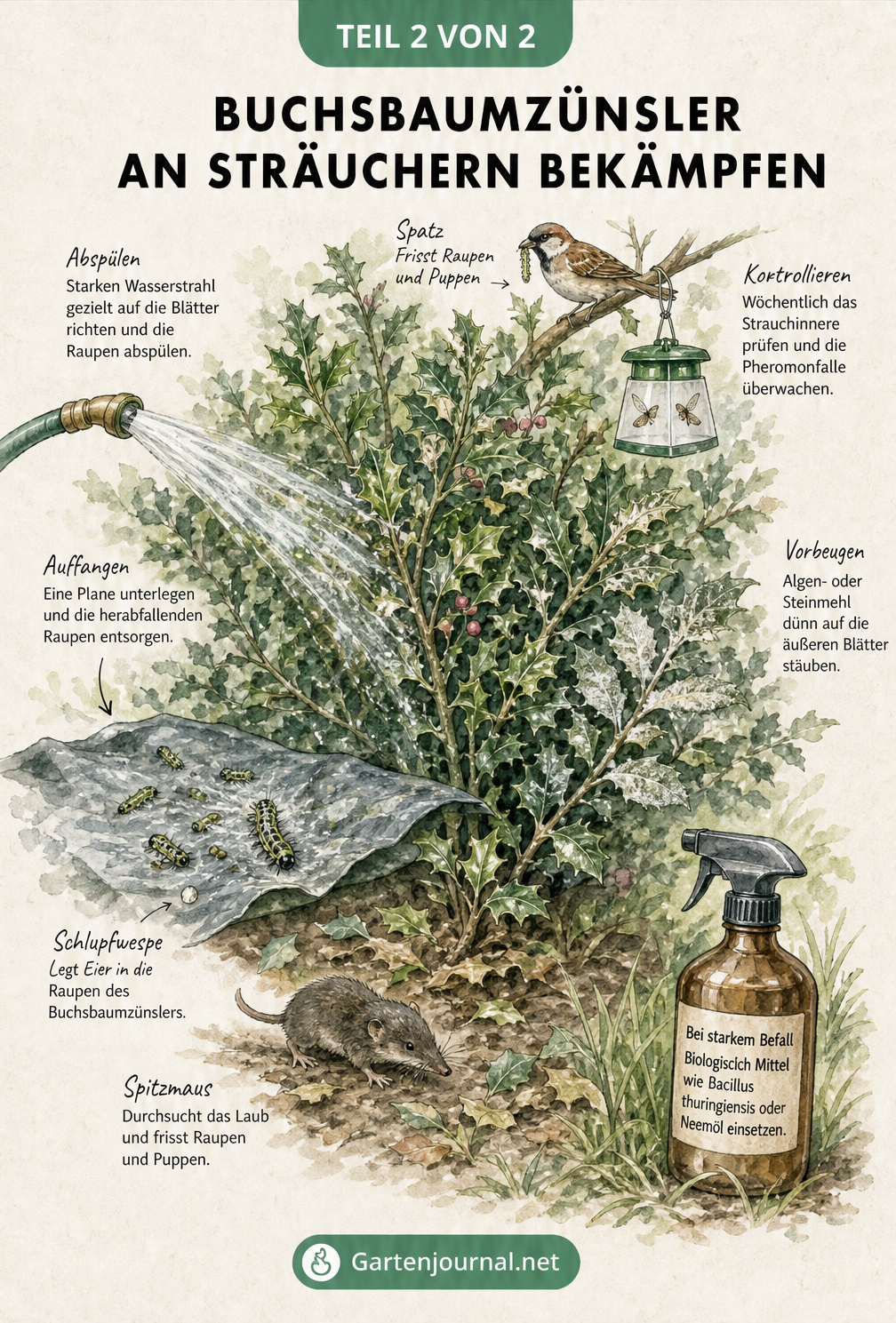 Aquarell-Illustration eines Strauchs, an dem verschiedene Maßnahmen gegen den Buchsbaumzünsler wie Abspülen, Pheromonfallen, Algenmehl und natürliche...