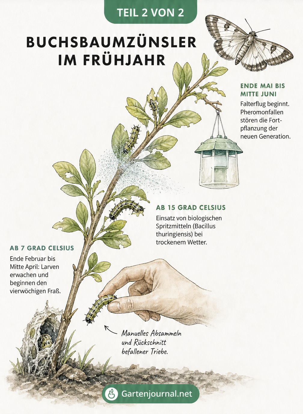 Aquarell-Illustration eines Buchsbaumzweigs im Frühjahr, die die Entwicklung des Buchsbaumzünslers ab 7 Grad Celsius und passende Bekämpfungsmethoden wie...
