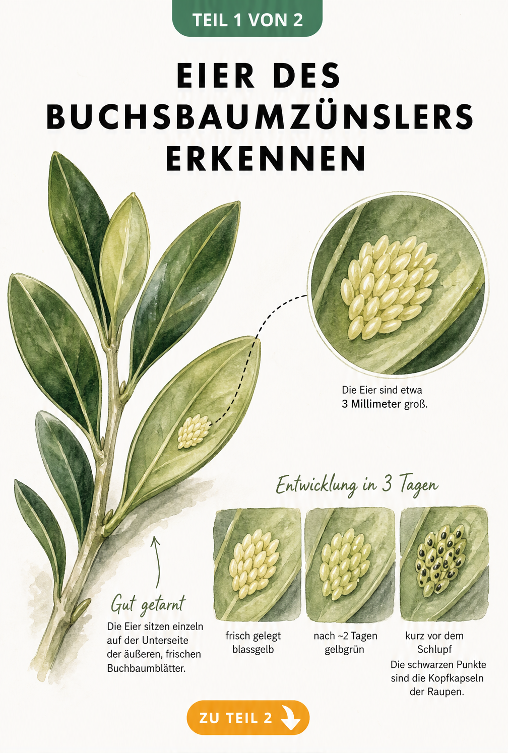 Botanische Illustration eines Buchsbaumzweigs mit vergrößerter Darstellung der Eier des Buchsbaumzünslers auf der Blattunterseite