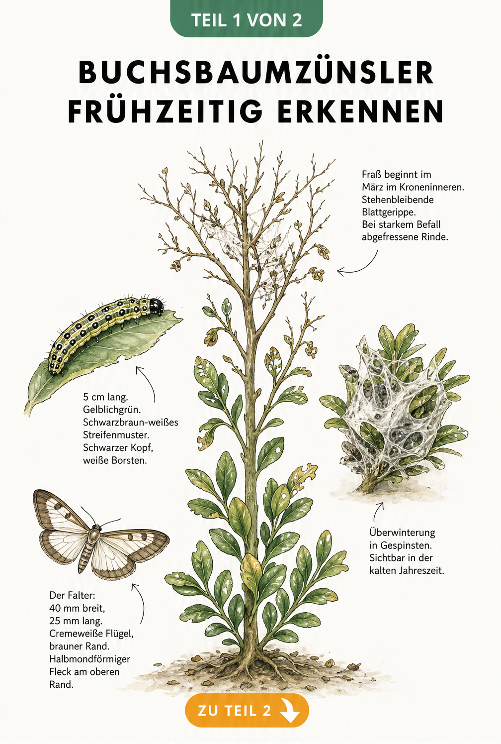 Botanische Illustration eines Buchsbaumzweigs mit den Entwicklungsstadien und Schadbildern des Buchsbaumzünslers