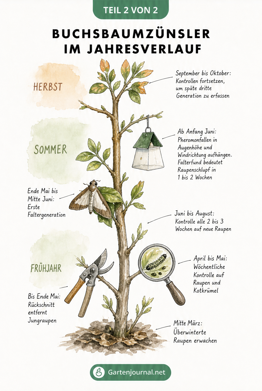 Illustration des Lebenszyklus des Buchsbaumzünslers an einem Buchsbaumstamm im Jahresverlauf von Frühjahr bis Herbst mit Kontrollzeiträumen