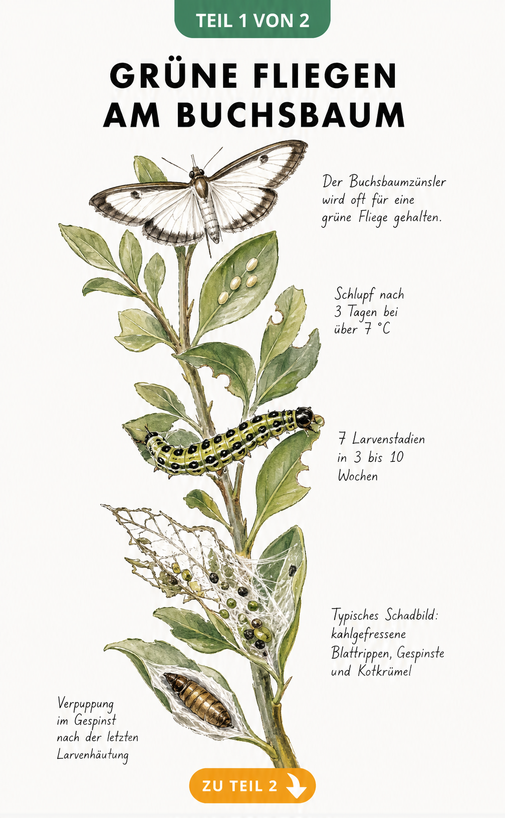 Botanische Illustration des Buchsbaumzünslers mit Falter, Eiern, Raupe und Schadbild am Buchsbaumzweig