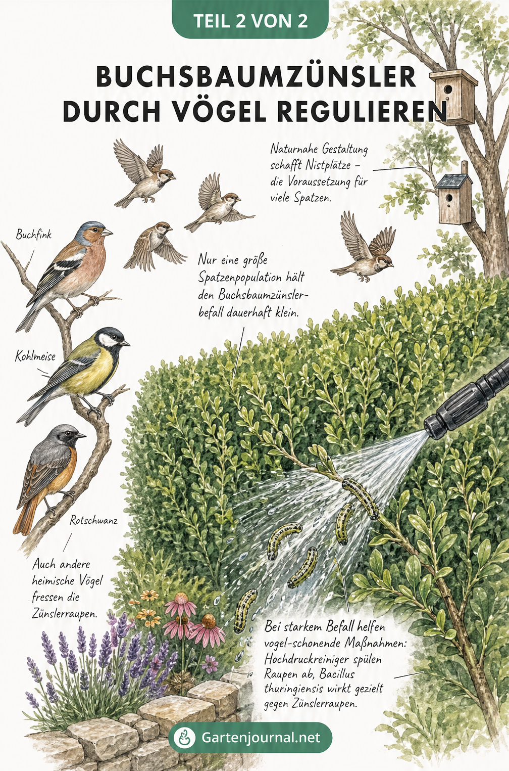 Skizze eines Gartens mit Buchsbaumhecke, Spatzen, Nistkästen und schonenden Maßnahmen gegen den Buchsbaumzünsler.