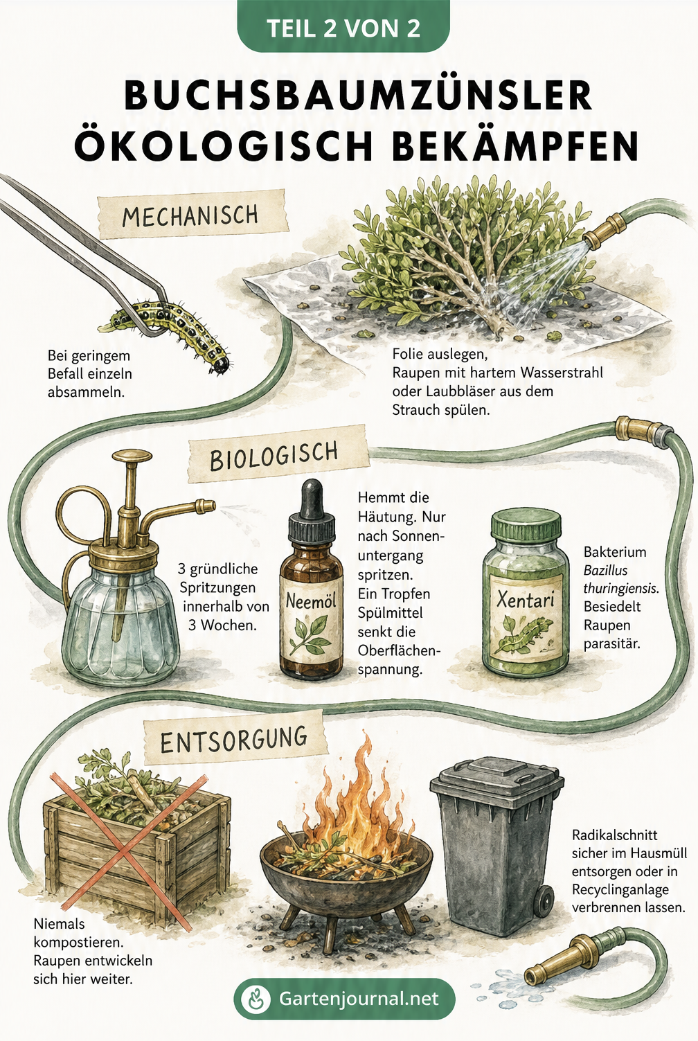 Illustration von ökologischen Methoden zur Bekämpfung des Buchsbaumzünslers wie Absammeln, Spritzen mit Neemöl und richtige Entsorgung