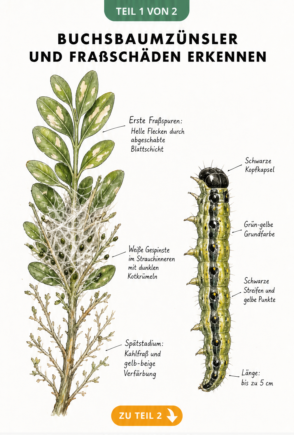 Botanische Illustration eines Buchsbaumzweigs mit Fraßspuren, weißen Gespinsten und einer detaillierten Zeichnung der Buchsbaumzünsler-Raupe