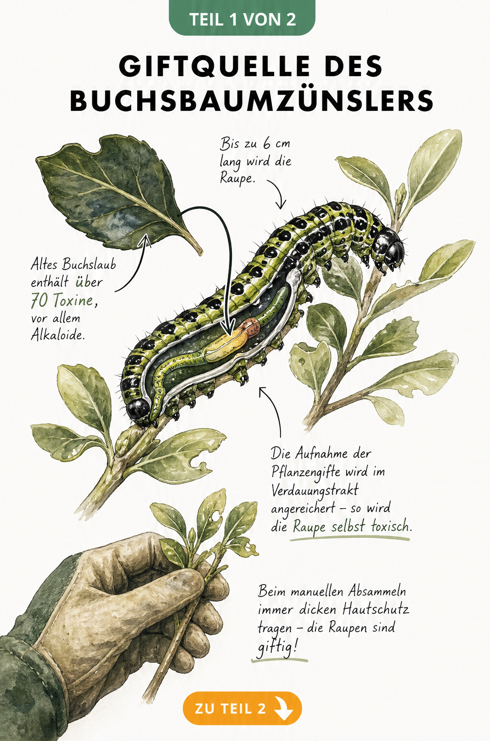 Illustration einer Buchsbaumzünsler-Raupe, die Giftstoffe aus einem Buchsbaumblatt aufnimmt