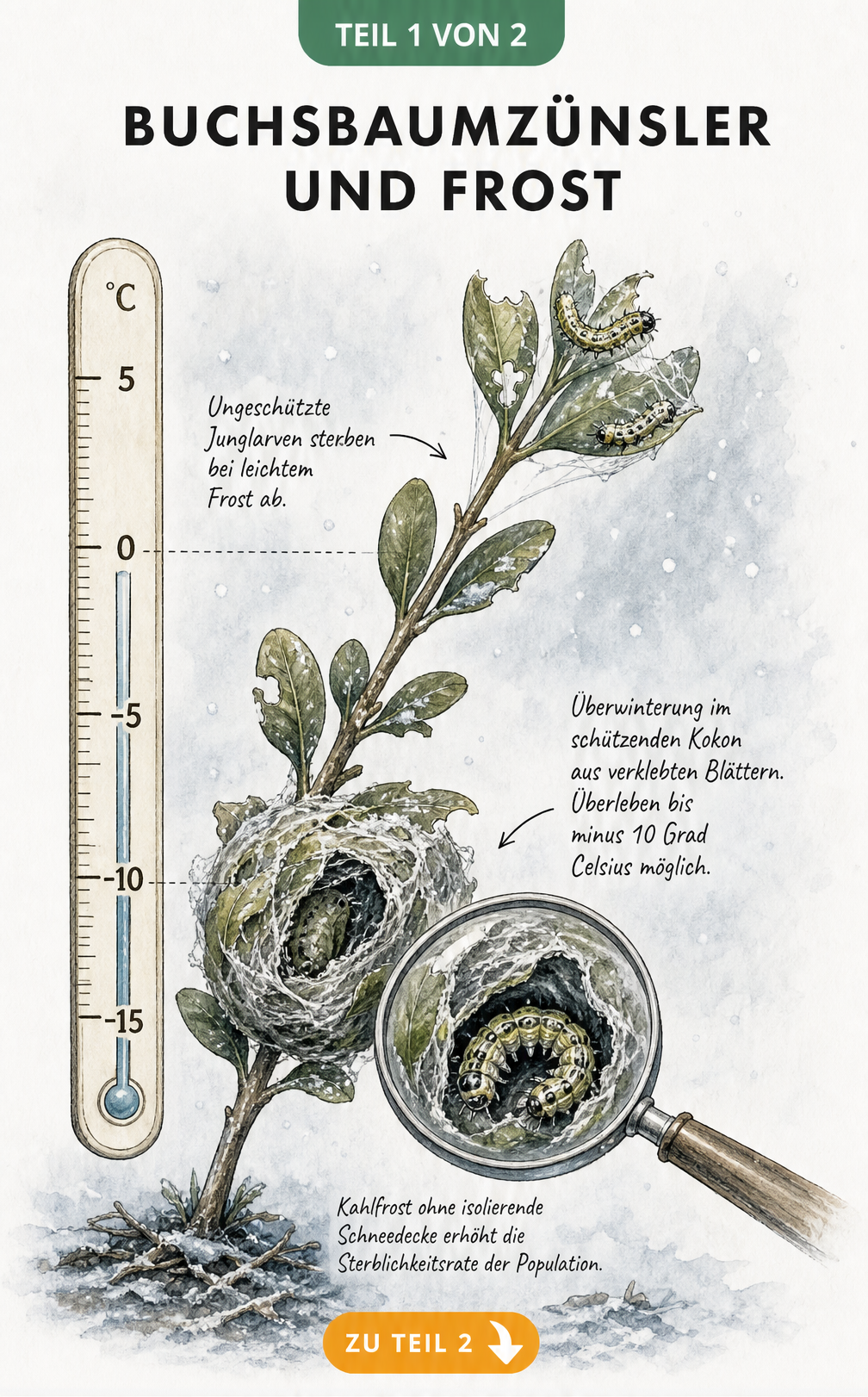 Botanische Illustration eines Buchsbaumzweigs im Winter mit Thermometer-Skala, die zeigt, wie Buchsbaumzünsler-Raupen bei Frost absterben oder im Kokon...