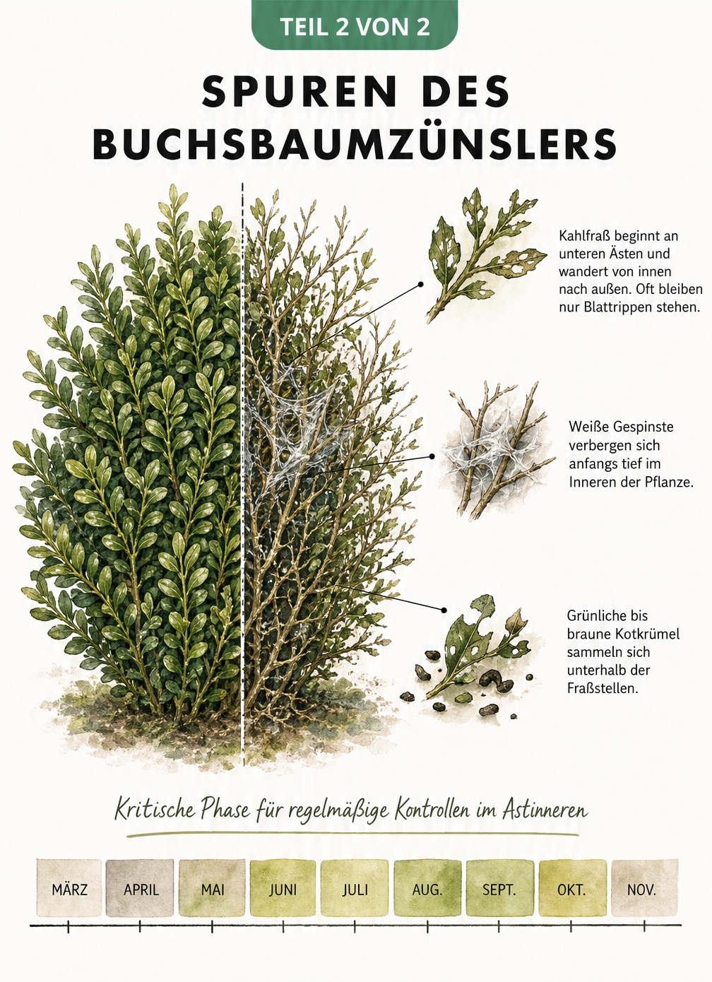Diagnose-Tafel eines Buchsbaums, die gesunde Blätter und typische Schadbilder des Buchsbaumzünslers wie Kahlfraß, weiße Gespinste und Kotkrümel zeigt.